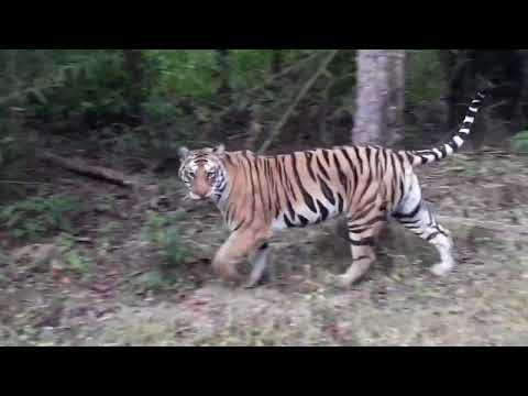 #bold # tiger #female # going on #bamboo # bushes # @annudhurwey5177