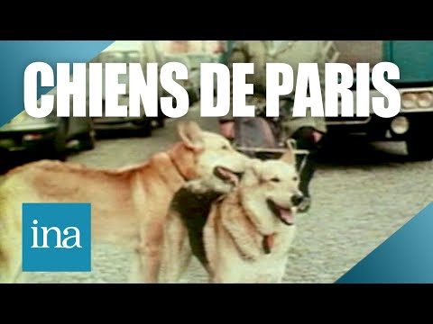 1980 : Il promène ses chiens sans laisse à Paris | Archive INA