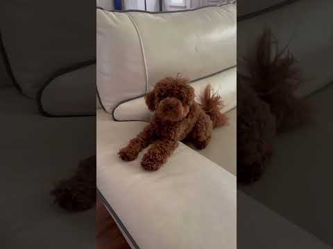Happy little toy poodle XD #poodle #cute