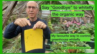 STICKY TRAPS TO CONTROL WHITEFLY – Best way to control flying greenhouse pests without spraying