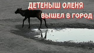 ✅ДЕТЁНЫШ ДИКОГО ОЛЕНЯ ВЫШЕЛ В ГОРОД