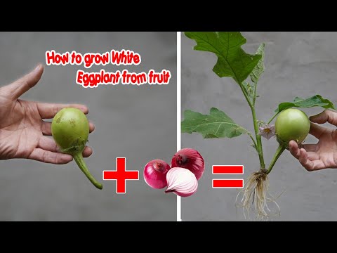 , title : 'How to grow White Eggplant from fruit | Eggplant- Casper growing tips | Bear's garden'