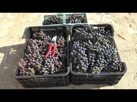 Wino z winogron - przepis cz. 1