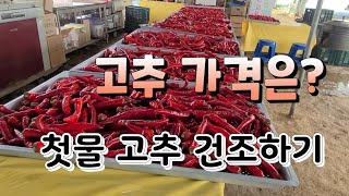 안중 장날 고추가 없다 고추 가격은?  붉은 고추 잘 건조하는 방법