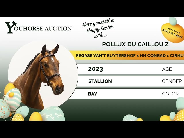 Pollux du Caillou homevideo