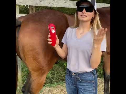 3B Cold Laser Treatments (LLLT) for Equines | Brandenburg Equine