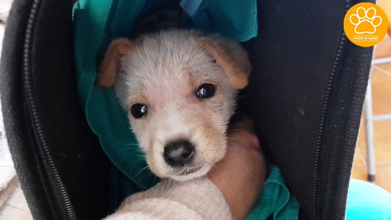 Can a dog survive neurological distemper? Tipseri