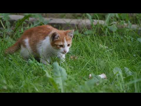 Cute Cats Cute Cats CUTE CATS from Bright Spot ! :) !