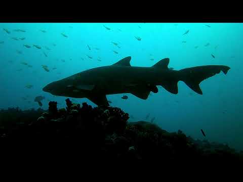 Scuba Dive Cherubs Cave 06-11-21