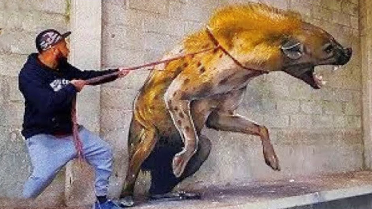 35 Most Dangerous Pets People Own