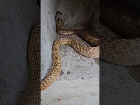 Big cobra in a home #youtubeshorts