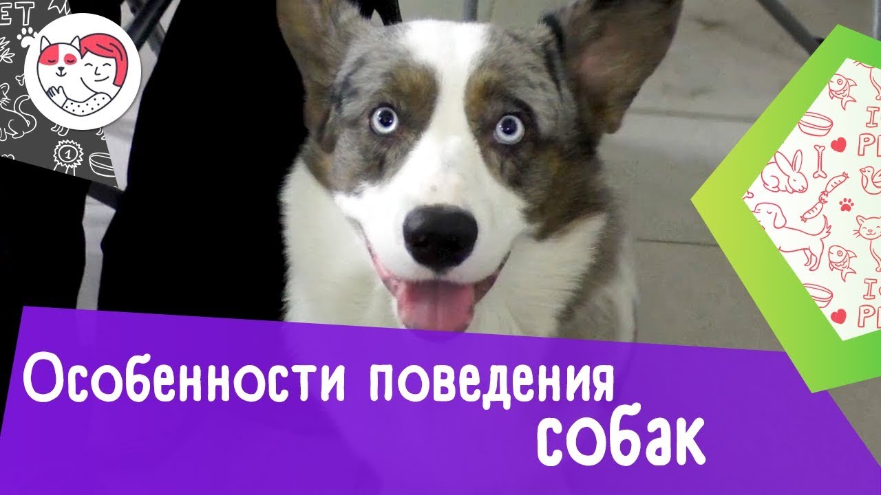 5 интересных особенностей поведения собак и их расшифровка