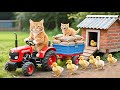 Kitten Helps Mama Cat Build A New Home For Ducklings A Peaceful Healing Story