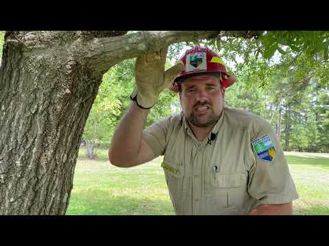 Tree Pruning | Ask the Arborist