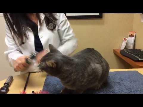 Cat Wellness Exams