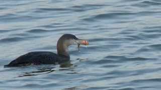 preview picture of video 'Red-throated Loon'