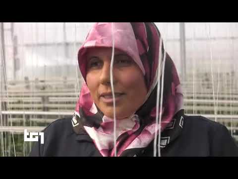 Natale in Turchia & FAO (serre di Pace) TG1 24 12 2018 campi profughi siriani, coltivazioni