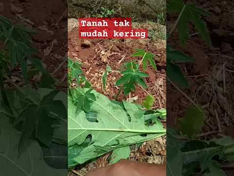 cara tanam pepaya di musim kemarau. #pepayacalifornia #petanimuda