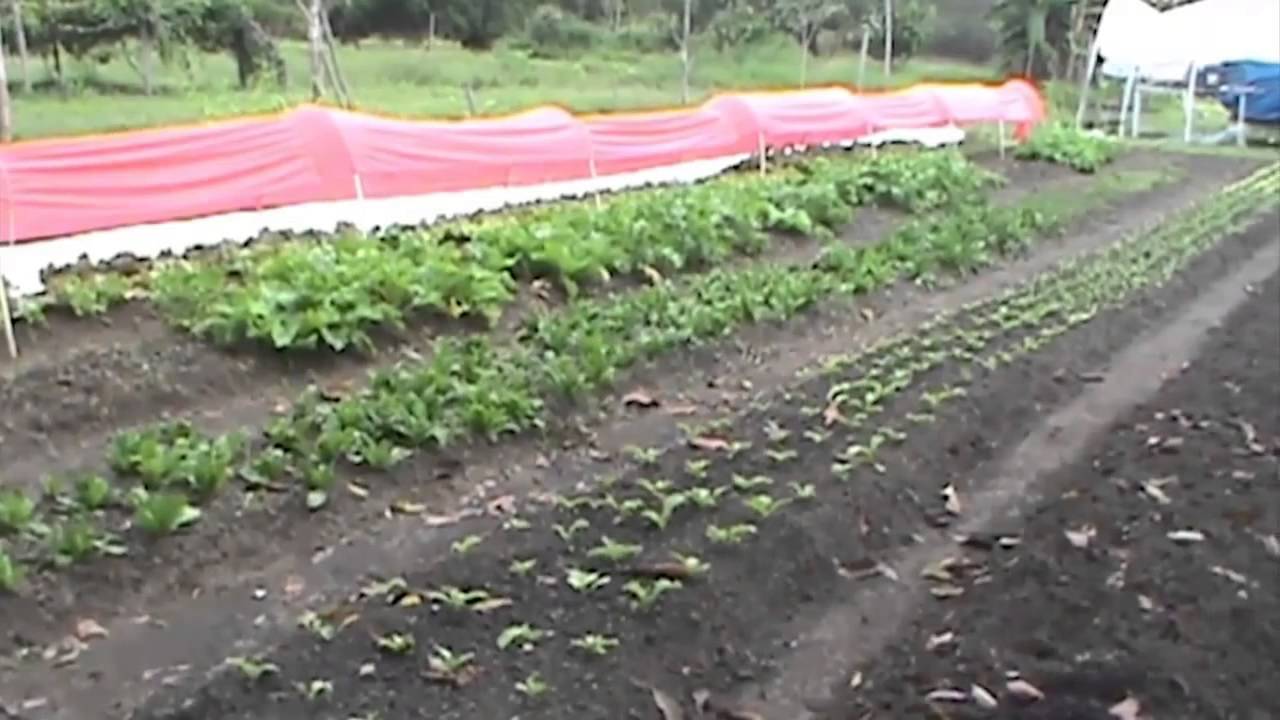 Técnicas de produção para agricultura familiar - Experiências no Amapá