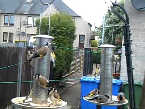 sauchie finches 1.rmvb