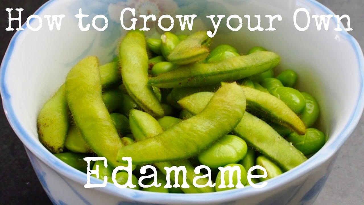 Kurumicooks Japanese Cooking | How to Grow your Own Edamame - tasty healthy fresh from the garden