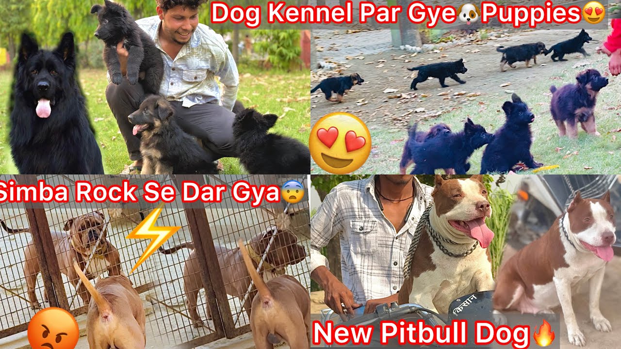 Dog Kennel Par Gye🐶Bhot Sare Puppies Mila😍|| Simba Rock Se Dar Gya😨|| New Pitbull Dog🐶Rock Copy🔥
