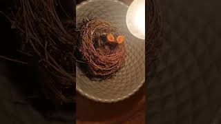Download lagu anakan burung srigunting hitam mp3