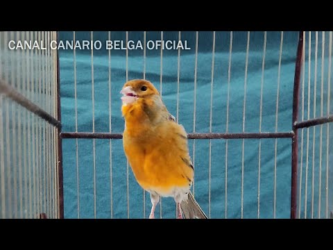 CANÁRIO BELGA CANTO PARA TREINAMENTO - 4K