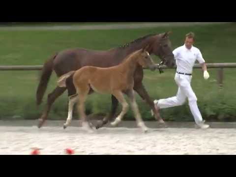 Fohlen von Fürst Fohlenhof