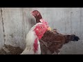 Mating Chicken Mating