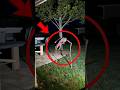 Top 5 Mysterious Rituals Animal That Baffle Scientists
