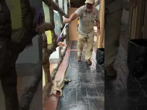 Nile monitor's sure can run! 🤣 🦎💨