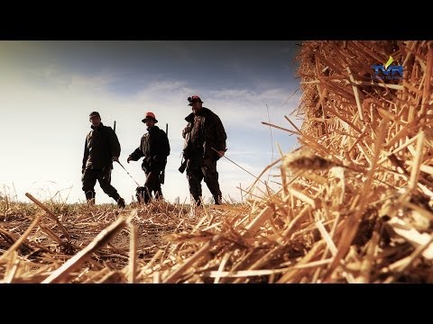 Darz Bór odc. 88 - Wielkie polowanie na lisa