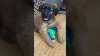 Video preview image #1 Retriever -Unknown Mix Puppy For Sale in Princeton, MN, USA