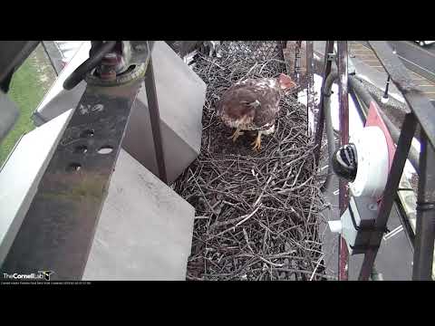 Big Red And Arthur Spend Morning Tending To Nest Site (edited) – Feb. 5, 2019