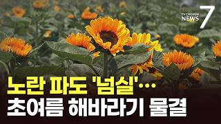 "수십만 송이 노란 유혹"…초여름 물들인 함안 해바라기 물결 [뉴스7]