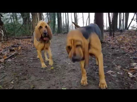 Twiggy & Carolina nel bosco
