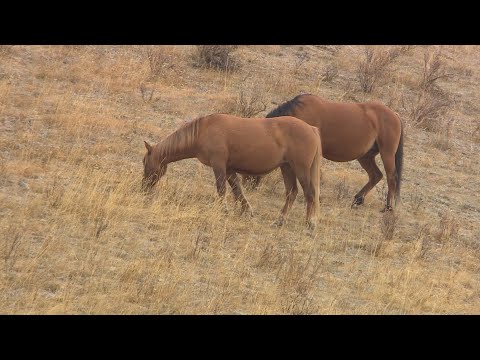 , title : 'La semaine verte | Les chevaux sauvages de l'Alberta'
