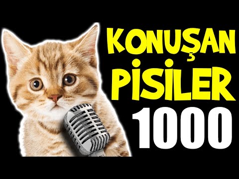 Konuşan Pisiler 1000 - En Komik Kedi Videoları