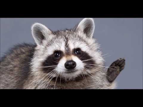 10Digits ft. Simone Denny - Calling Your Name (Terry Ammo x LVCKY RΛCCOON Remix)