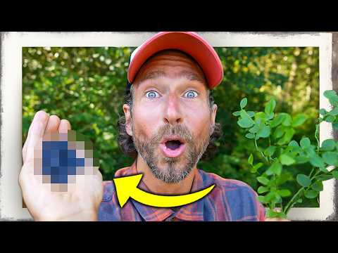 Sofort mehr Sehkraft: Diese Beere lässt dich BESSER SEHEN! 👀