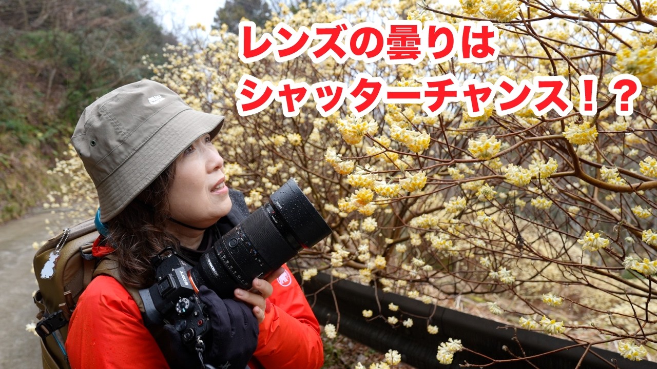 【意外！レンズの曇りを生かす】Sony & OM SYSTEM 雨のミツマタ撮影