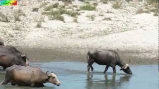 preview picture of video 'High definition- the crew on the Indus river.'