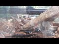 Domino roaches von Cambridge Butterfly C