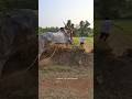 Shiggaon Ytshorts Cow Horihabba Jallikattu Jallikattubull Horihabbada Bull Haverihorihabba