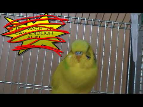 Nico vs Wellensitich LOSE