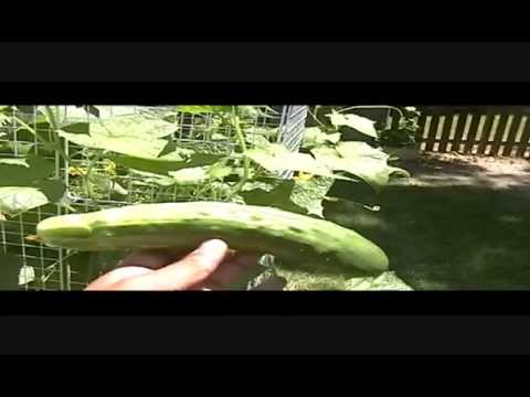 All about growing cucumbers - Part 2