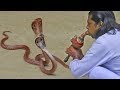 traditional street performers | cobra flute music played by snake charmer