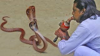traditional street performers | cobra flute music played by snake charmer