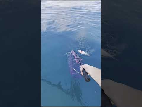 BLACK MAMBA釣果情報2025_8_31